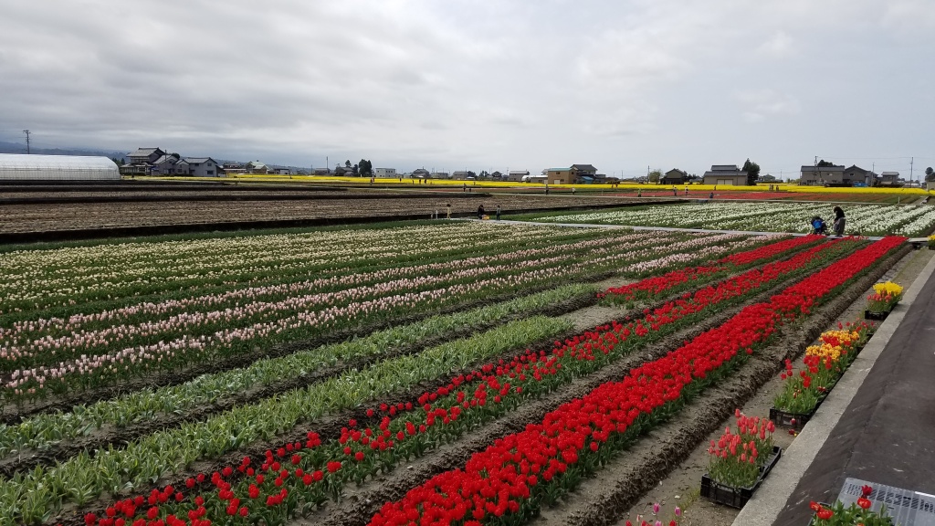 にゅうぜんフラワーロードに行ってきました 富山県 エクステリア 外構 庭工房sekitoh