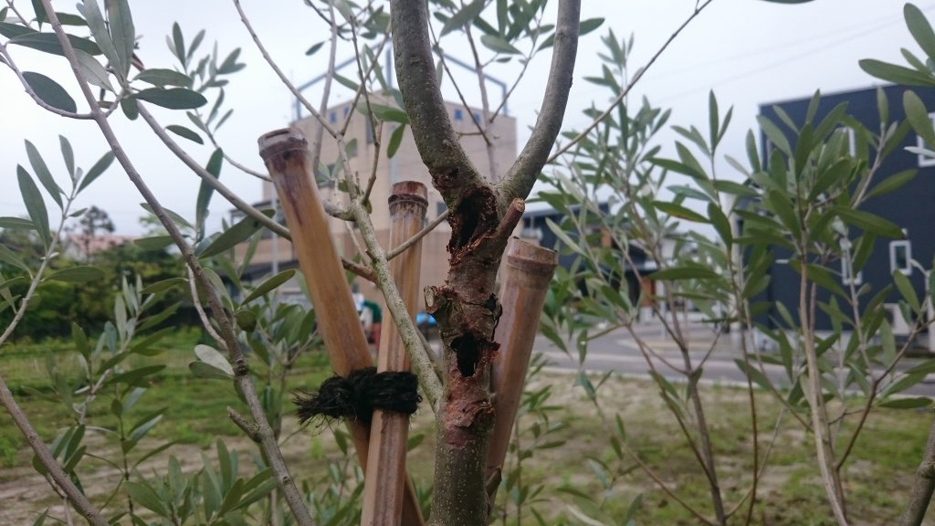 オリーブの虫食い 富山県 エクステリア 外構 庭工房sekitoh