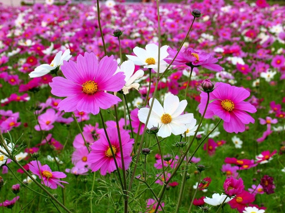 日本の秋を代表する花│富山県│エクステリア・外構│庭工房SEKITOH