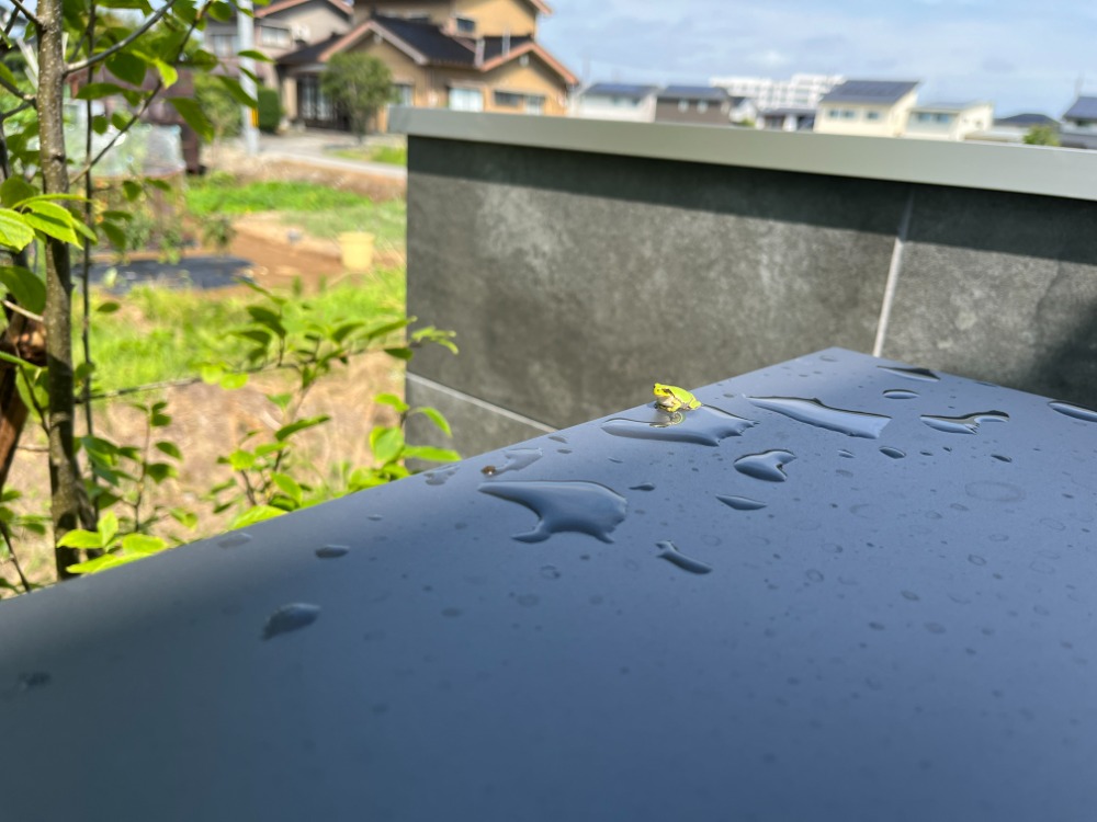 宅配ボックスに雨水とカエル